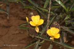 Barleria lupulina